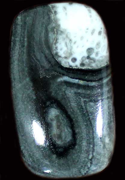 Gemstone Crinoid