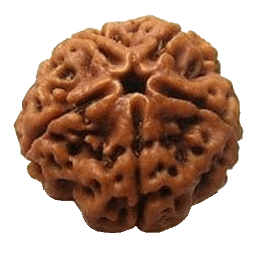 Five Mukhi Rudraksha bead