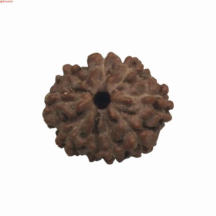 Rudraksha