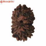 14 Mukhi Rudraksha