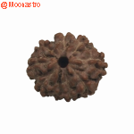 Rudraksha 8 Mukhi